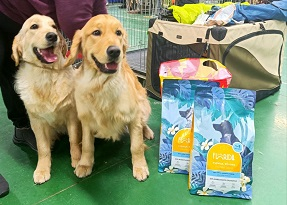 Выставка собак от клуба "Идеал"