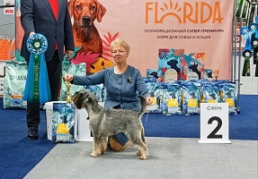 Выставка собак от клубов "Золотое Сечение" и "Мастерс"