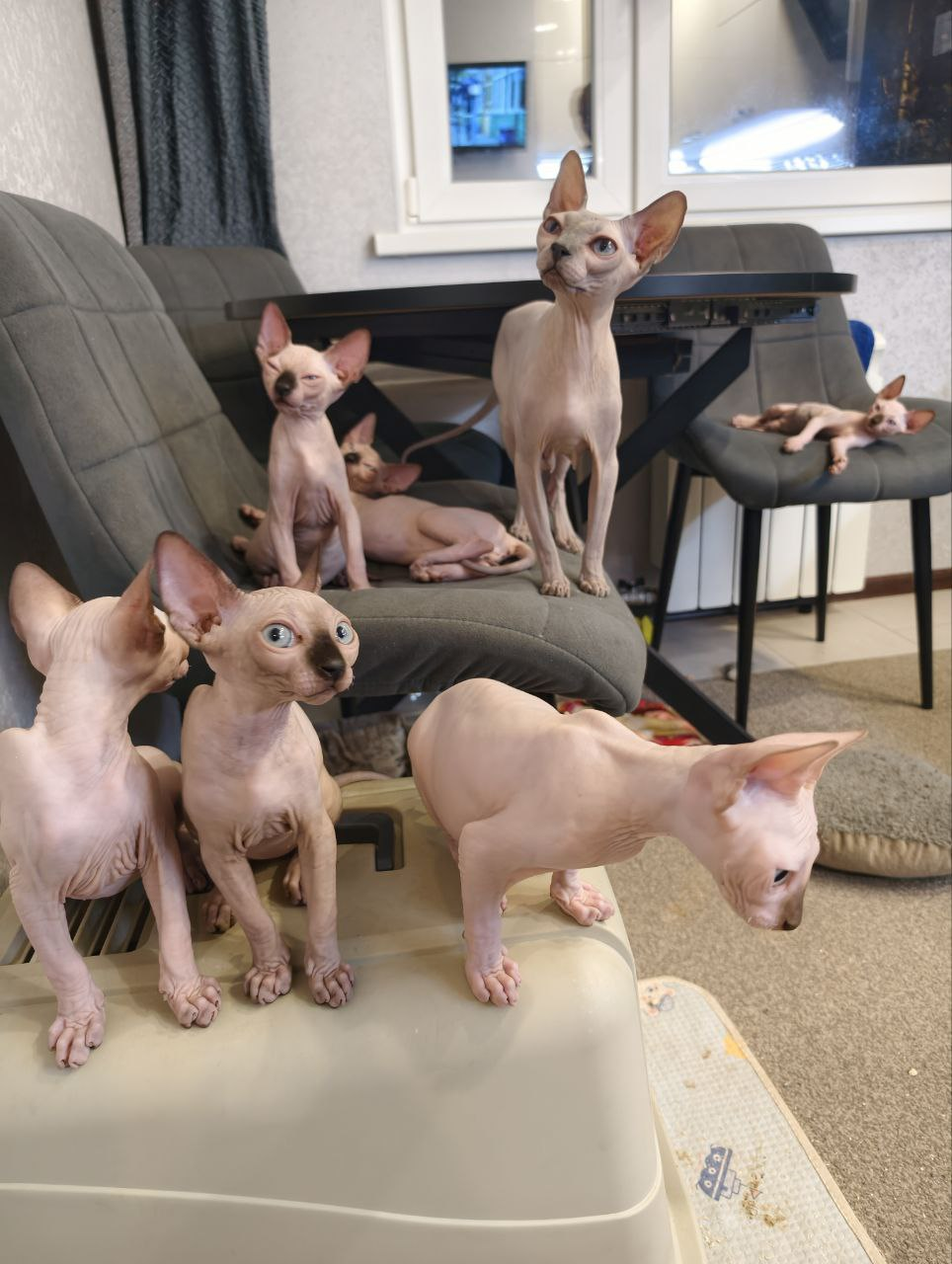 3189fc430a5f306043bff9a634ee5260351cc5df.jfif