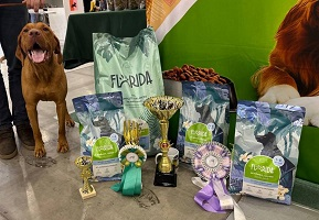 Выставка "Город собак"