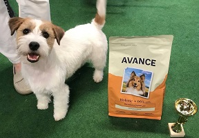 Выставка собак от клуба «Ассамблея»