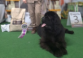 Выставка собак клуба «ДОСААФ»