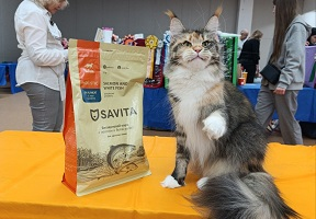 Выставка кошек от клуба "Астра"