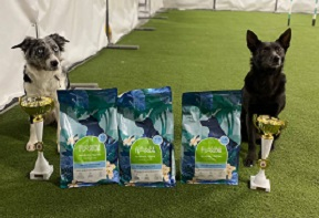 Чемпионат по аджилити от СФКС