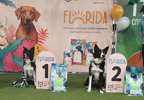 Соревнования по аджилити «День Рождения Пёсбурга»