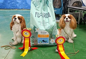 Выставка собак от клуба "Идеал"